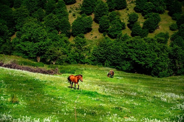 تصویر هتل وامنان