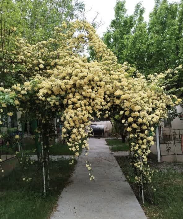 تصویر هتل رشیدی ( بهار )
