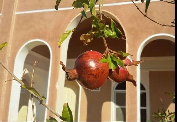 تصویر هتل کویر بالی