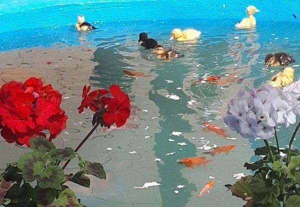 عکس هتل زمرد